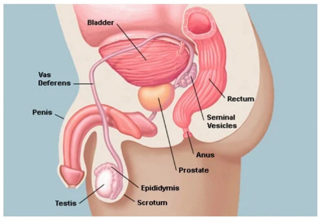 Swollen anus prostate