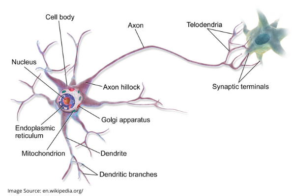 nerves and neurons